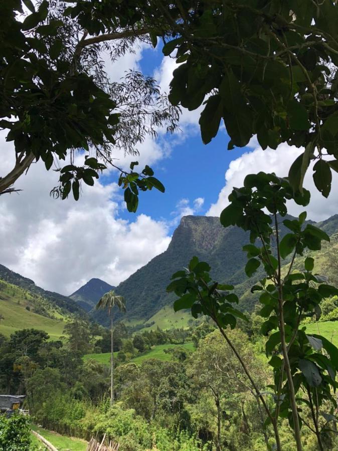 Cabanas Valle Del Cocora La Truchera Salento Eksteriør billede